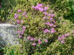 Munţii Rodnei - Rhododendron şi afin