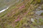 Munţii Făgăraș - Rhododendron - bujori de munte