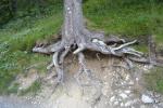 Munţii Kreuzeckhause - Un copac ”dezrădăcinat”