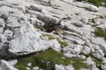 Munţii Dolomiti 2 - Marmota