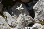 Munţii Monte Baldo - Floare de colț - crescută în cărare!